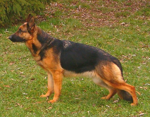 dora_bahak