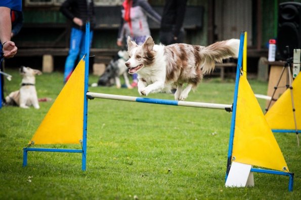 agility2019_kveten